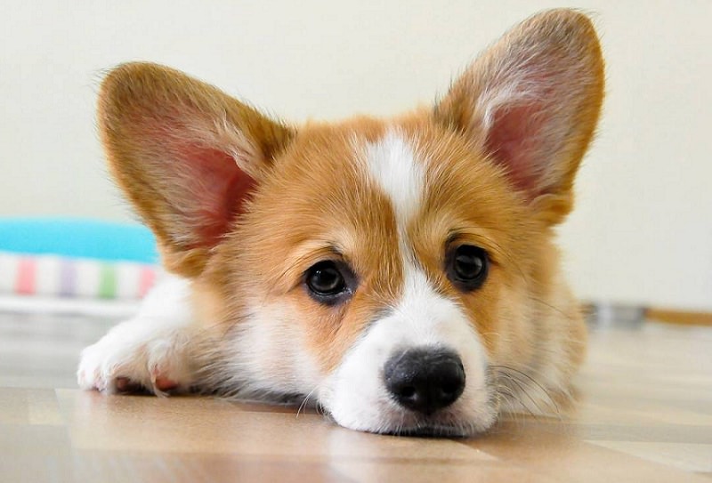 28 Reasons We Need To Save Corgis From Extinction 6