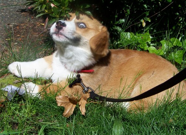 corgi impressionists