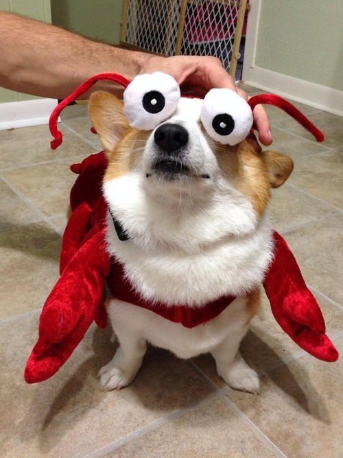 corgi lobster