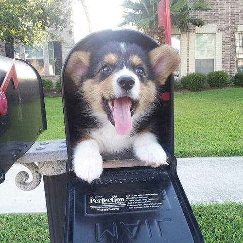 corgi mail