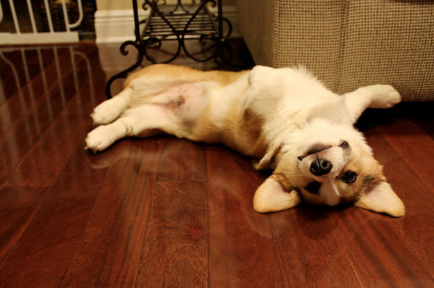 corgi on floor