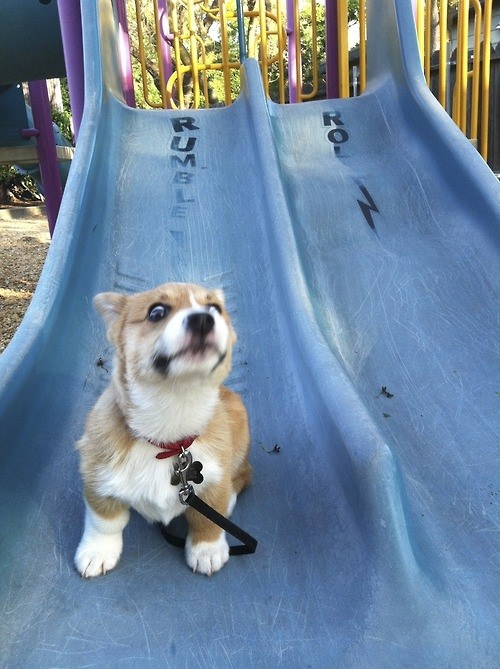 corgi playground