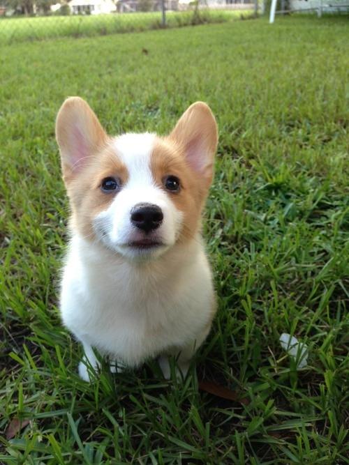 corgi pup