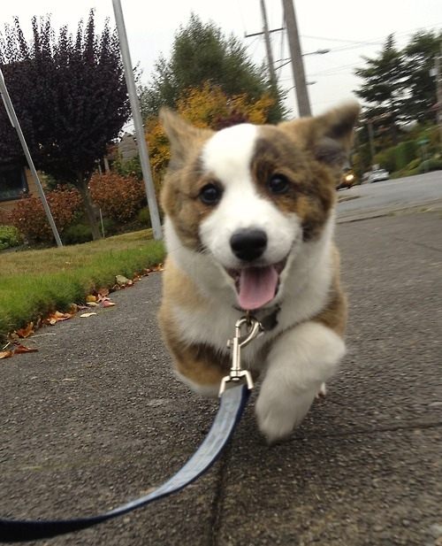 corgi puppy walk
