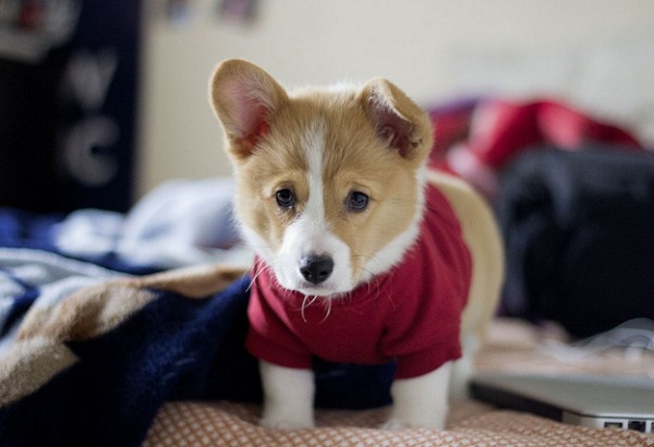 corgi puppy