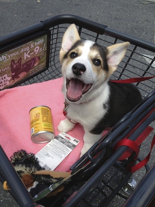 corgi shopper