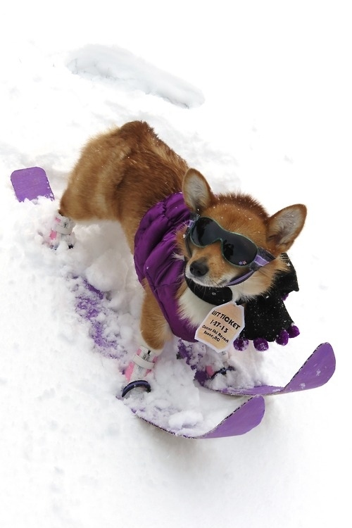 corgi skiing