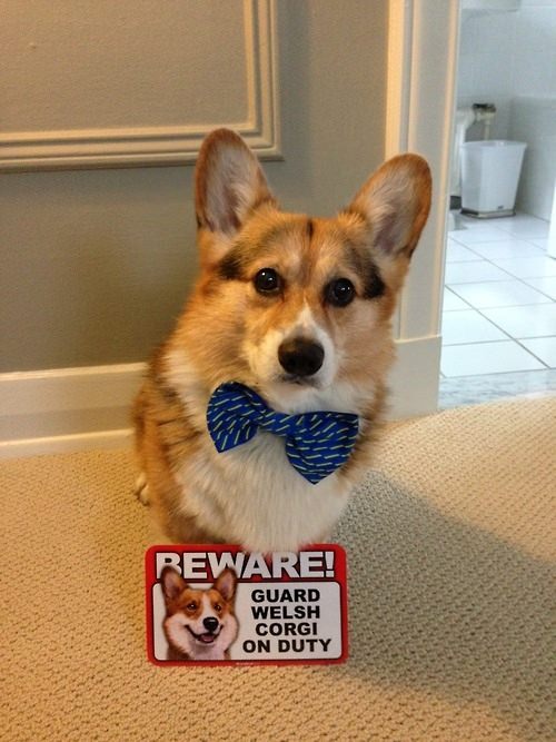 Can You Get Bow Ties For Pets? 7