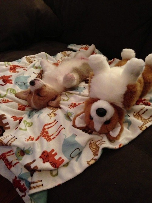 corgi