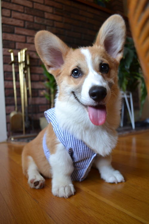 cute corgi pup