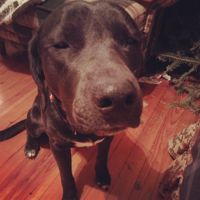cute labrador face dog