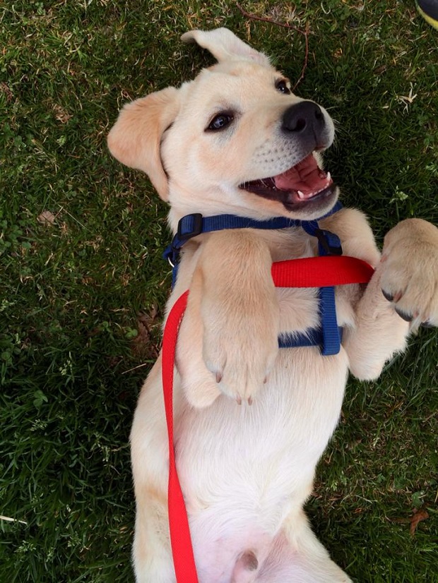 Top 10 Reasons Not To Get A Labrador