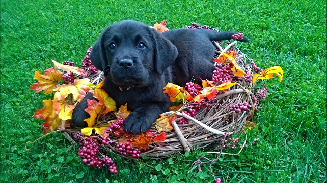 Top 10 Reasons Not To Get A Labrador 2