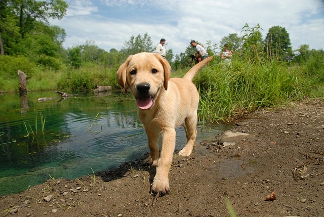 cute labrador puppy playful dog