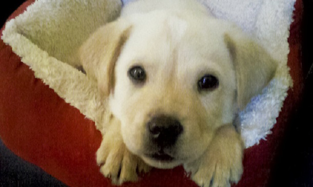 10 Things Only Labrador Owners Know 1