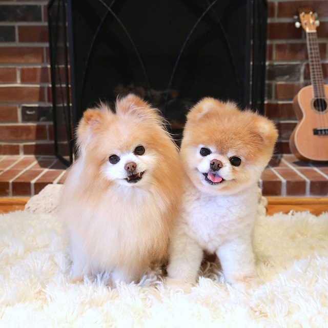 cute pomeranian dogs