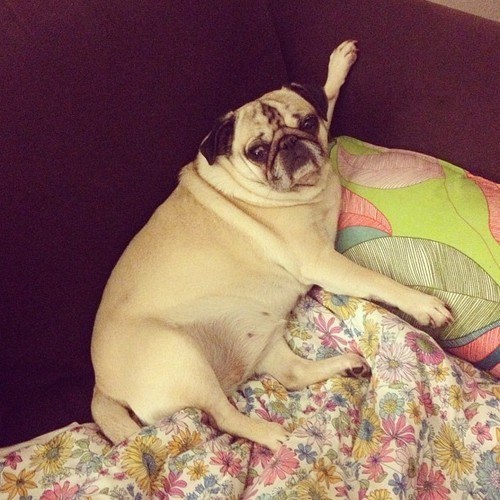 12 Beautifully Bodacious Pugs 2 cute pug dog
