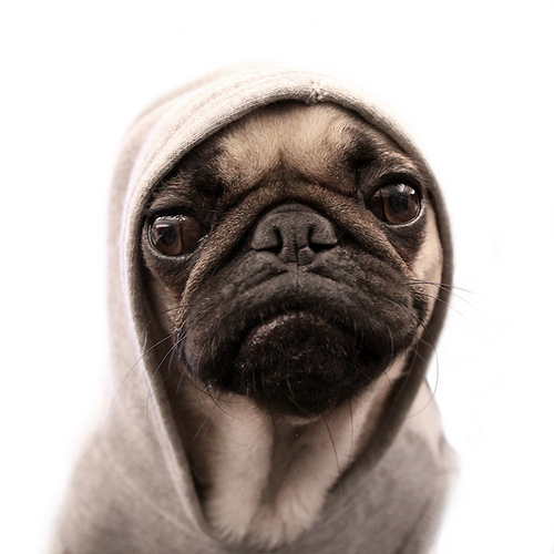 cute pug hoody