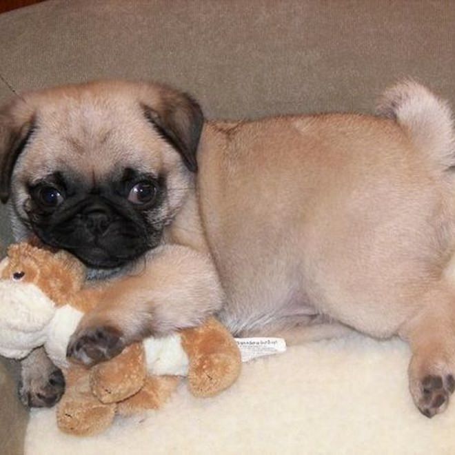 14 Pugs That Love To Hug! 9 cute pug puppy hugging