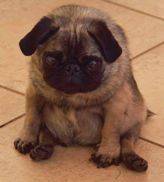 cute pug sitting and staring