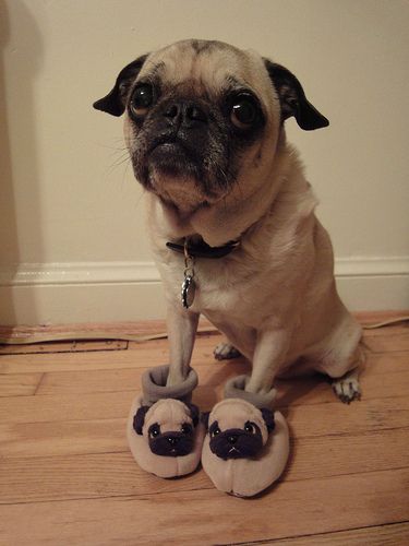 cute pug slippers