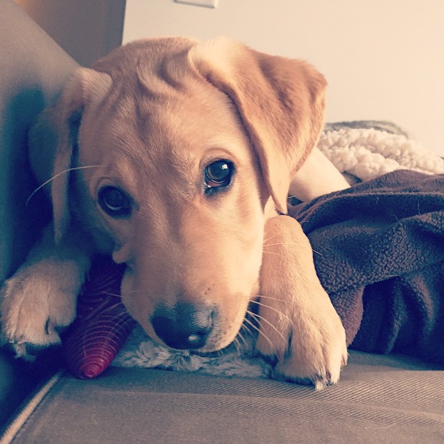 cute pup labrador dog