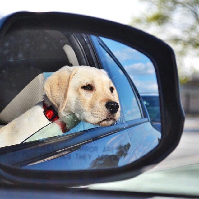 Top 10 Reasons Not To Get A Labrador