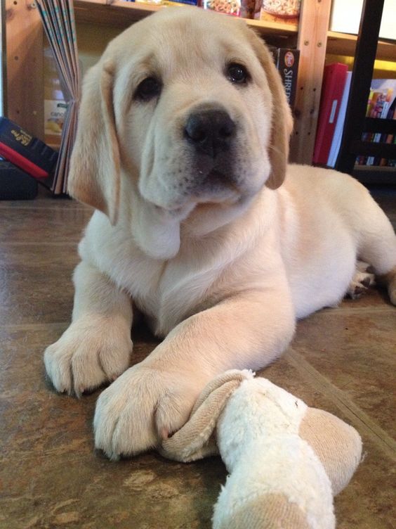 cute puppy labrador face smell