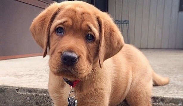 10 Labrador Puppies Who Have The Sads 10