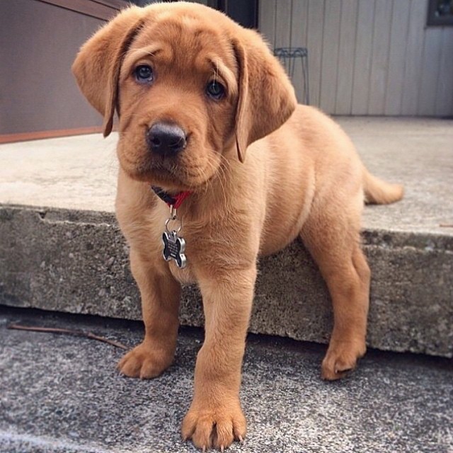 cute puppy little dog photo