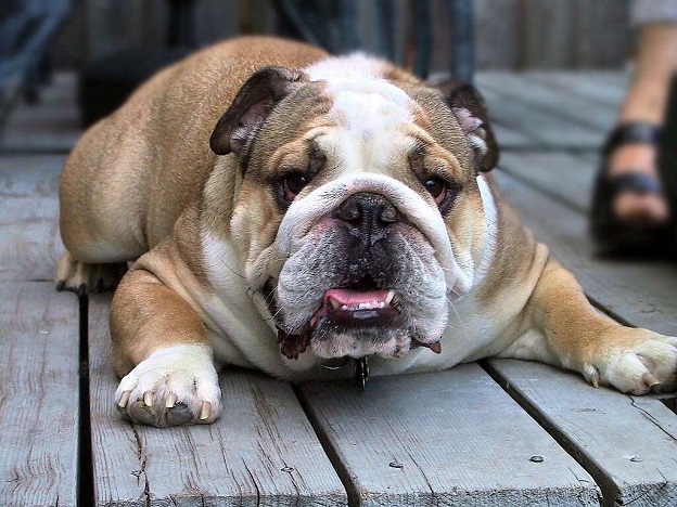 english bulldog cute pics