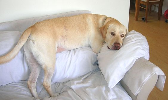 funny labrador on the couch