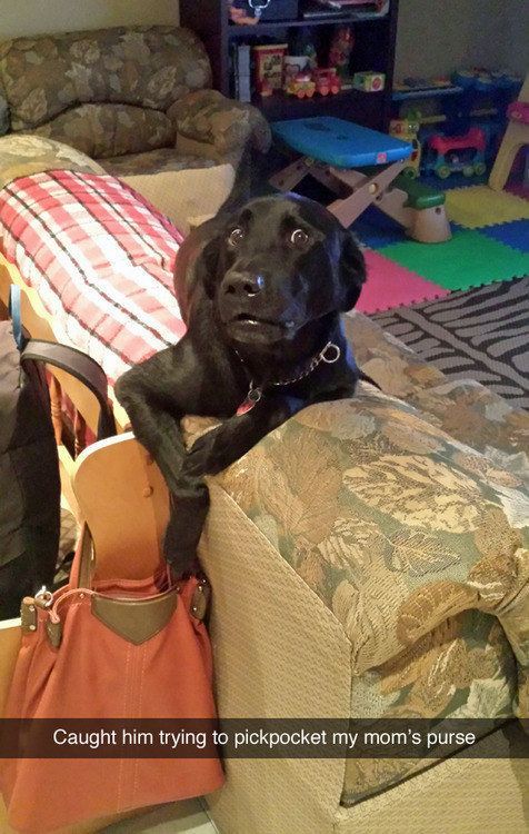 funny labrador thief