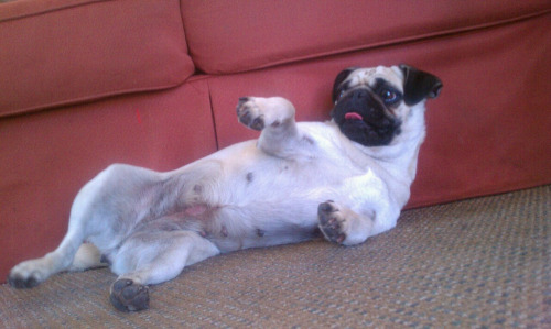 12 Beautifully Bodacious Pugs 4 funny pug pose