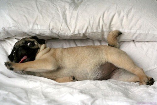 funny pug pup pose