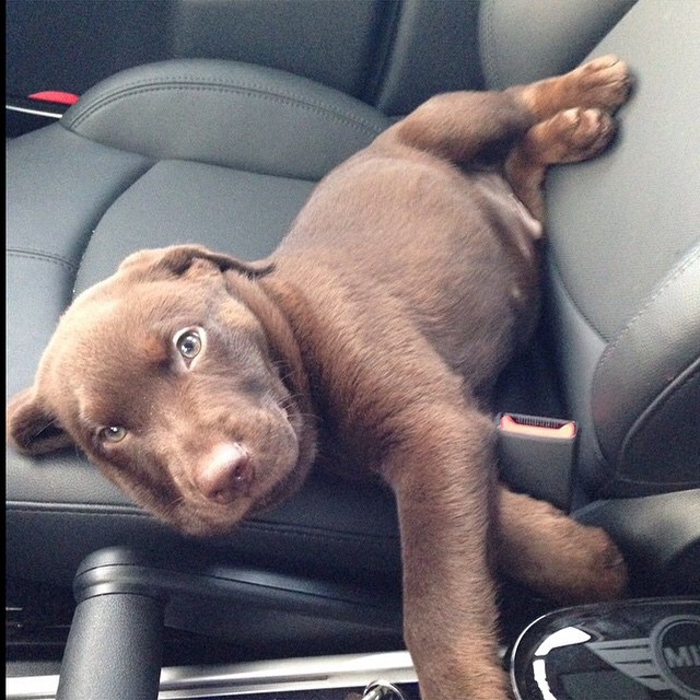 happy puppy labrador car cute dog
