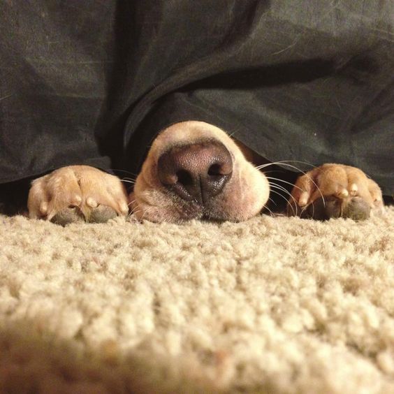 hidden labrador dog