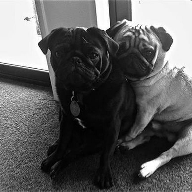 hugging pugs