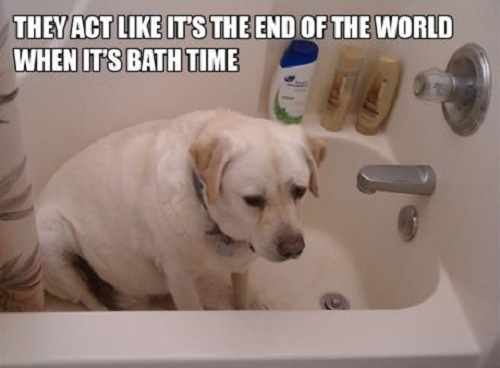 lab bath time