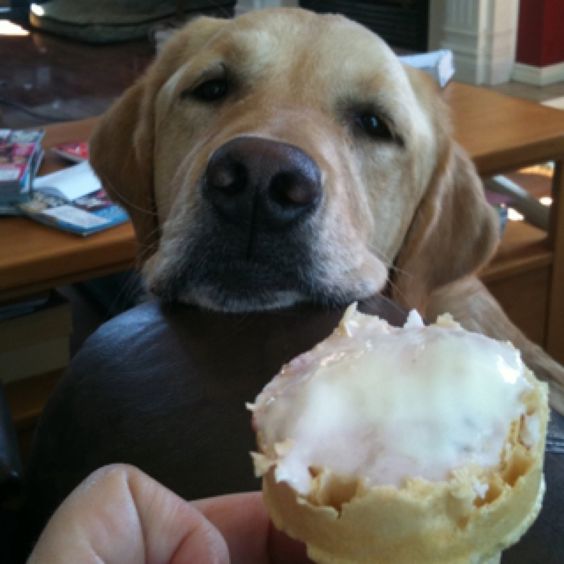 labrador begging for ice cream