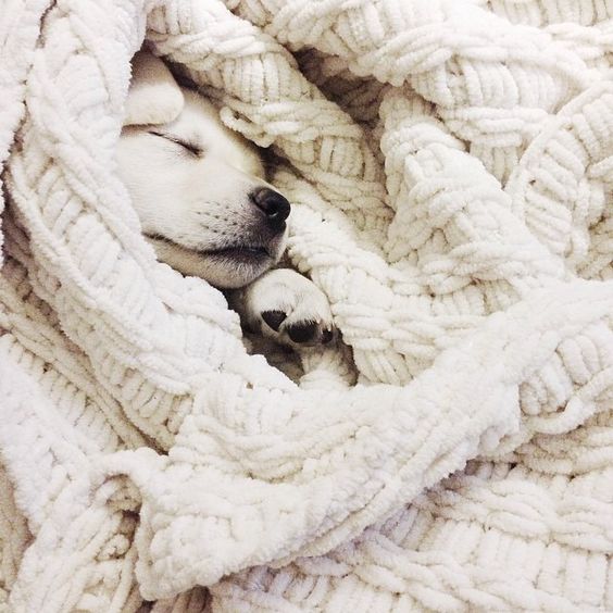 labrador blanket puppy