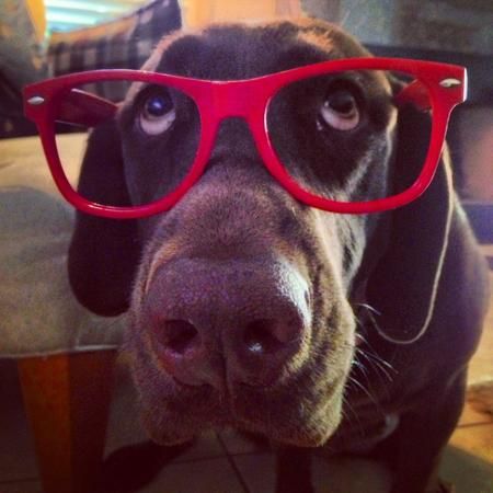 labrador funny glasses red