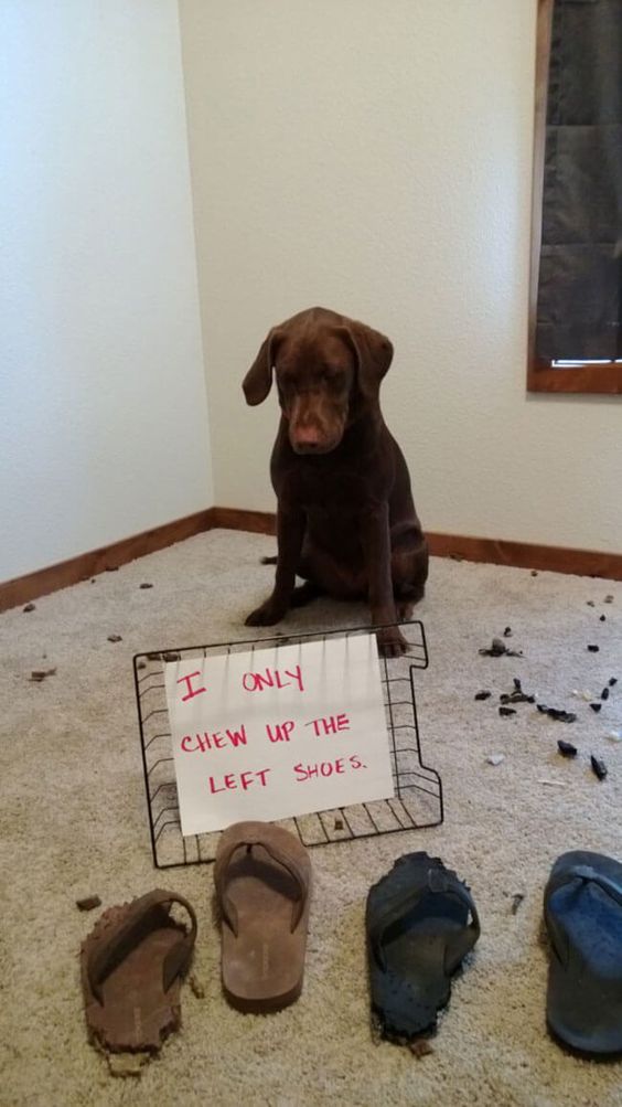 labrador guilty