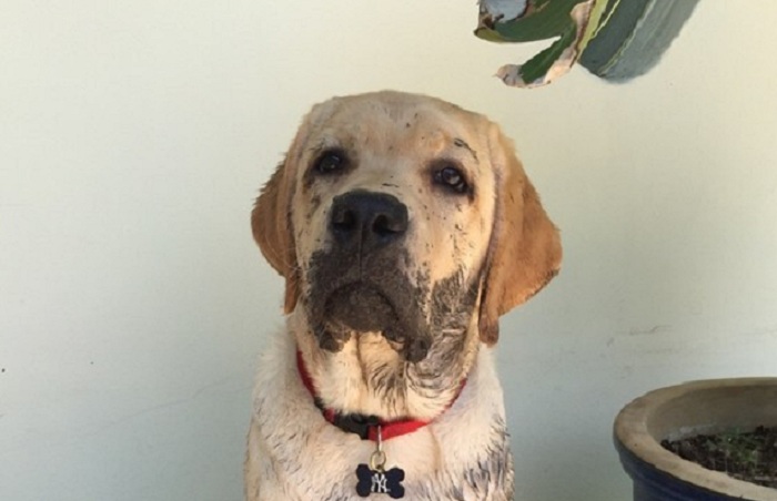 12 Things Labradors Do That Drive Us Nuts 4