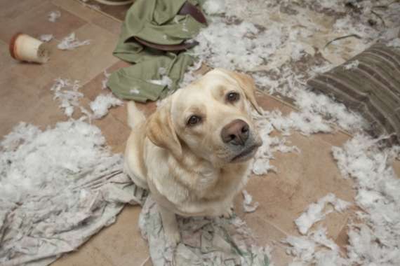 labrador mess flat photo dog