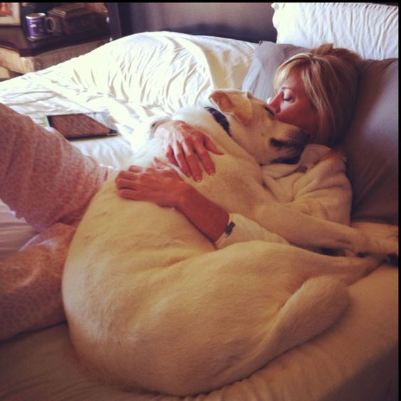 labrador nap time dog woman