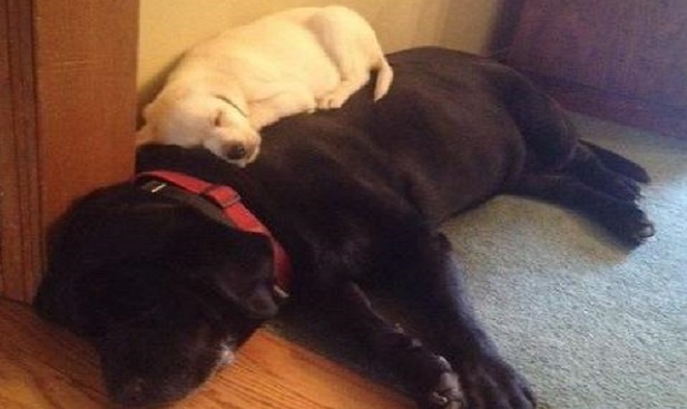 The 12 Most Labrador Things That Have Ever Happened In The History Of Labrador Retrievers 2