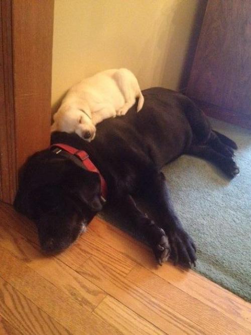 labrador nap time sleep puppy