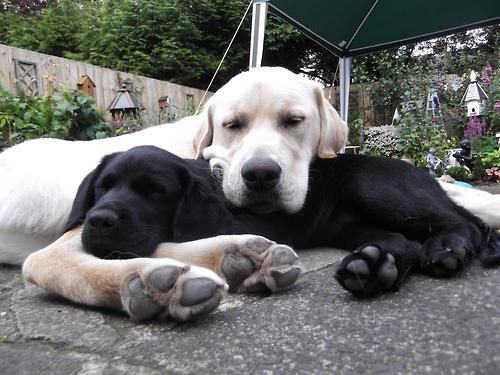 labrador on labrador dogs