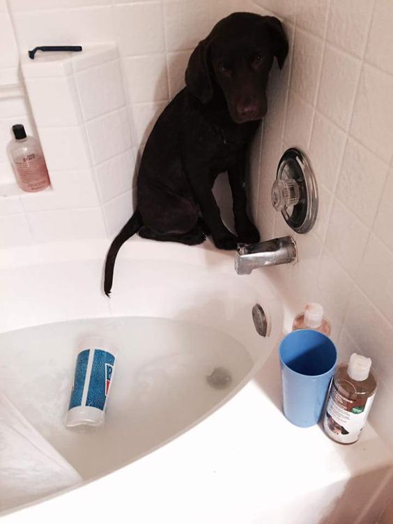 labrador puppy bath time